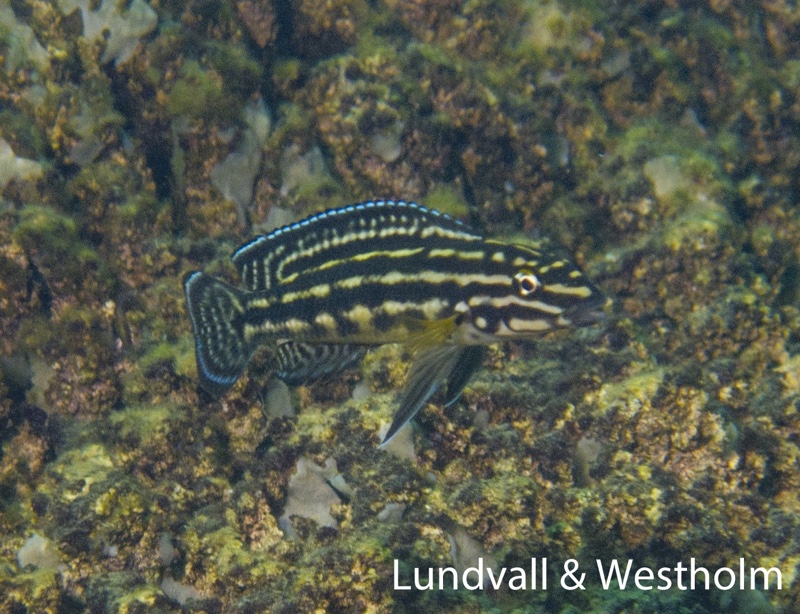 Julidochromis cf. regani 'Nondwa Point'